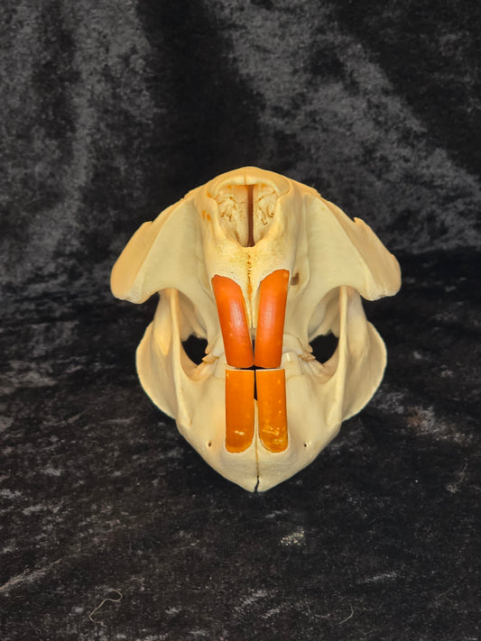 Beaver Skull