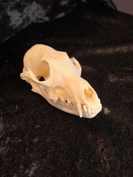Fox Skull