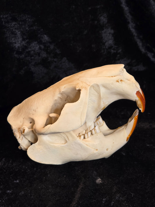 Beaver Skull