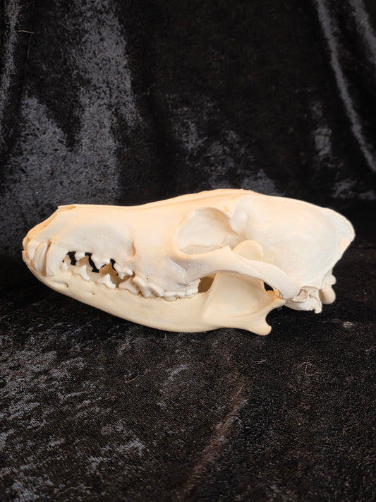 Coyote Skull