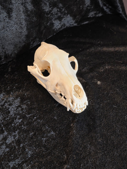 Coyote Skull