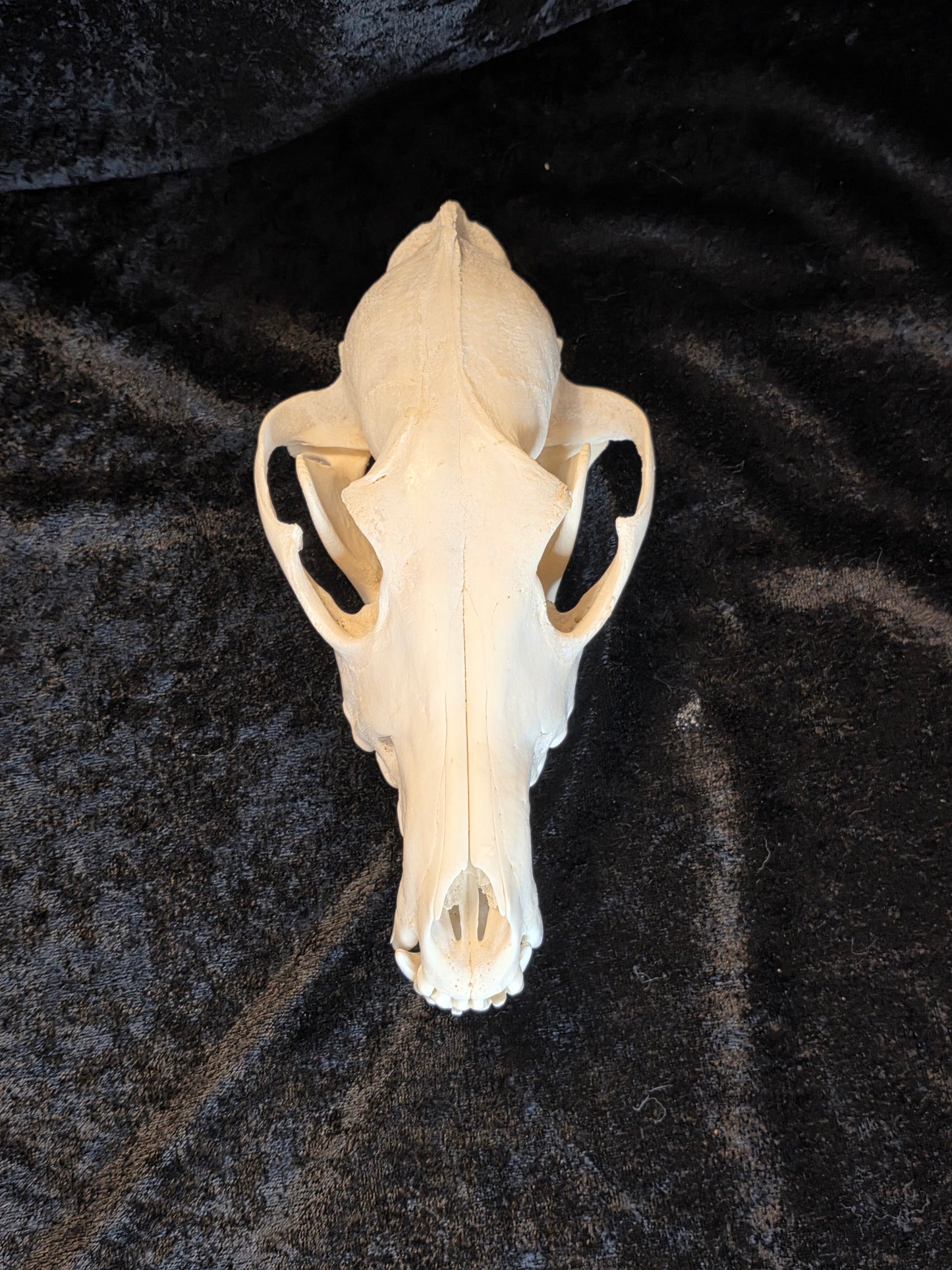 Coyote Skull