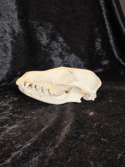 Fox Skull