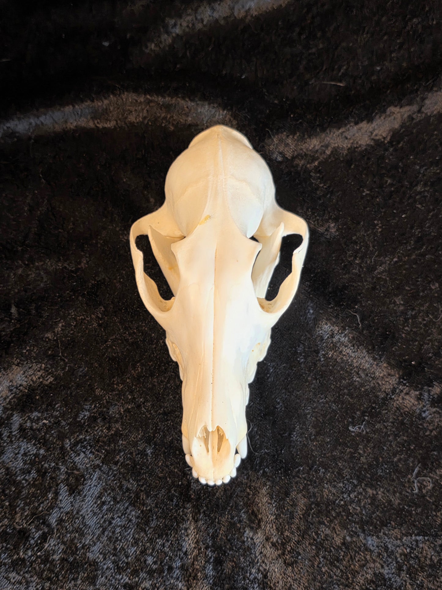Fox Skull