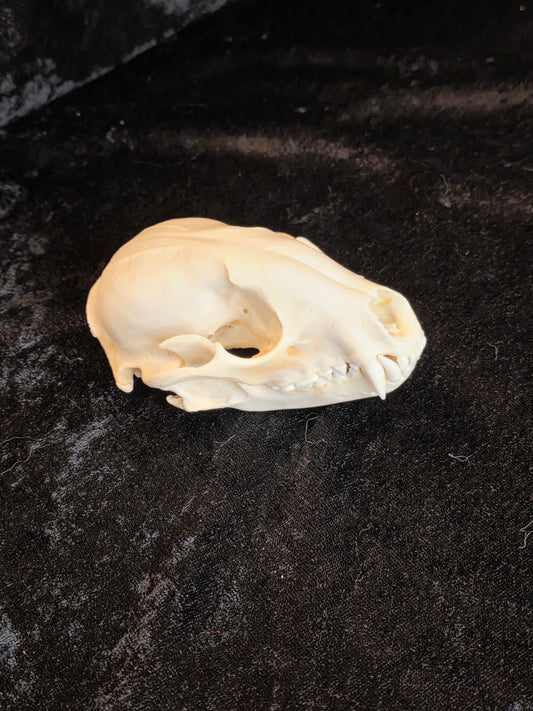 Raccoon Skull