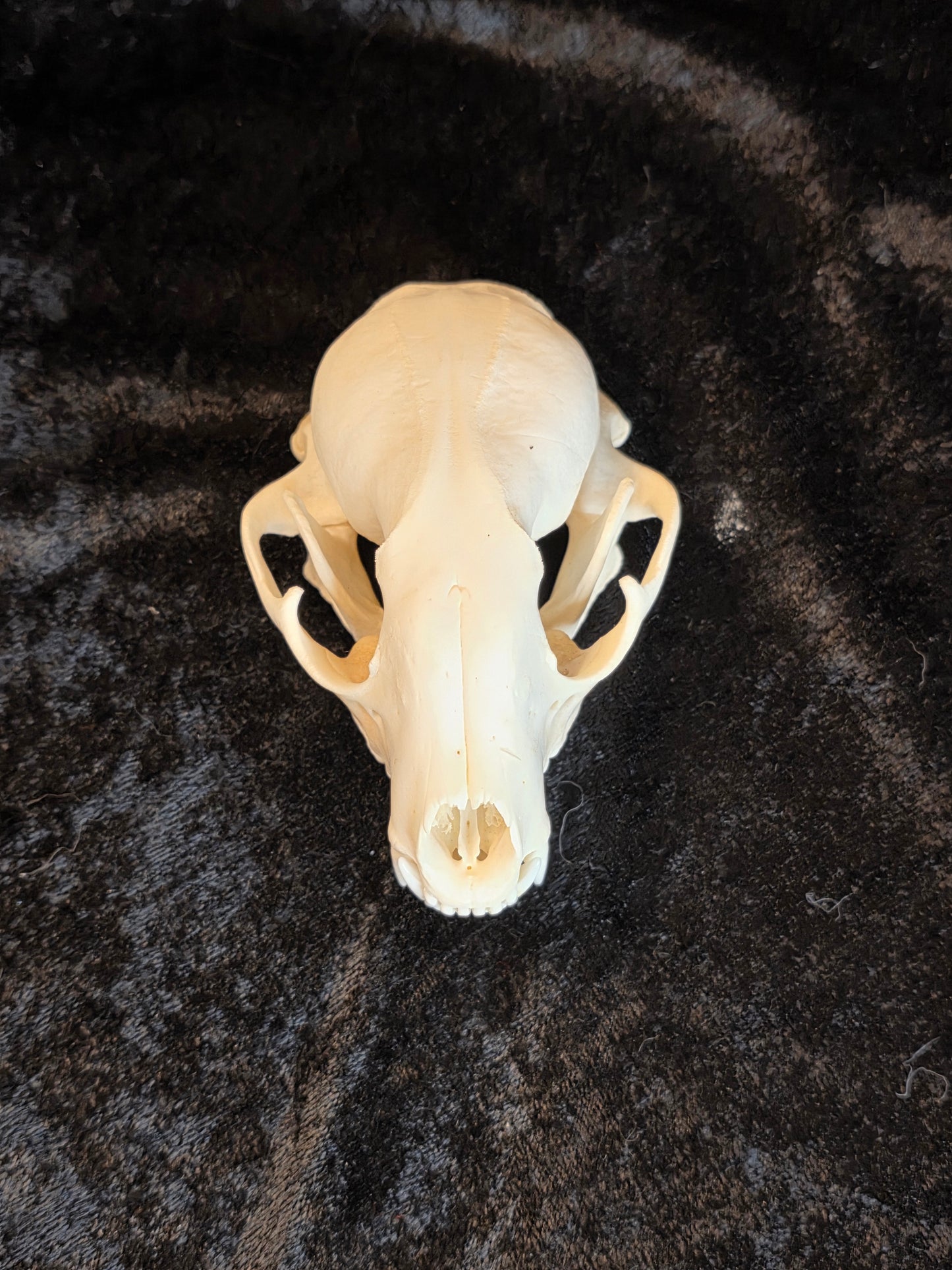 Raccoon Skull