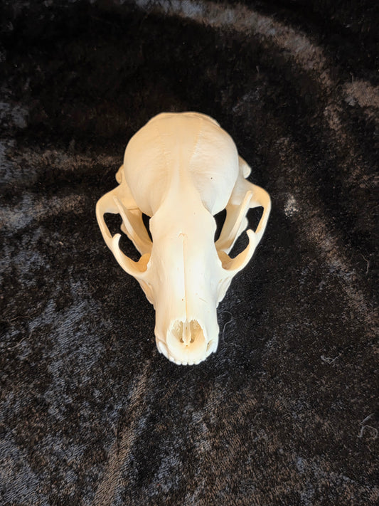 Raccoon Skull