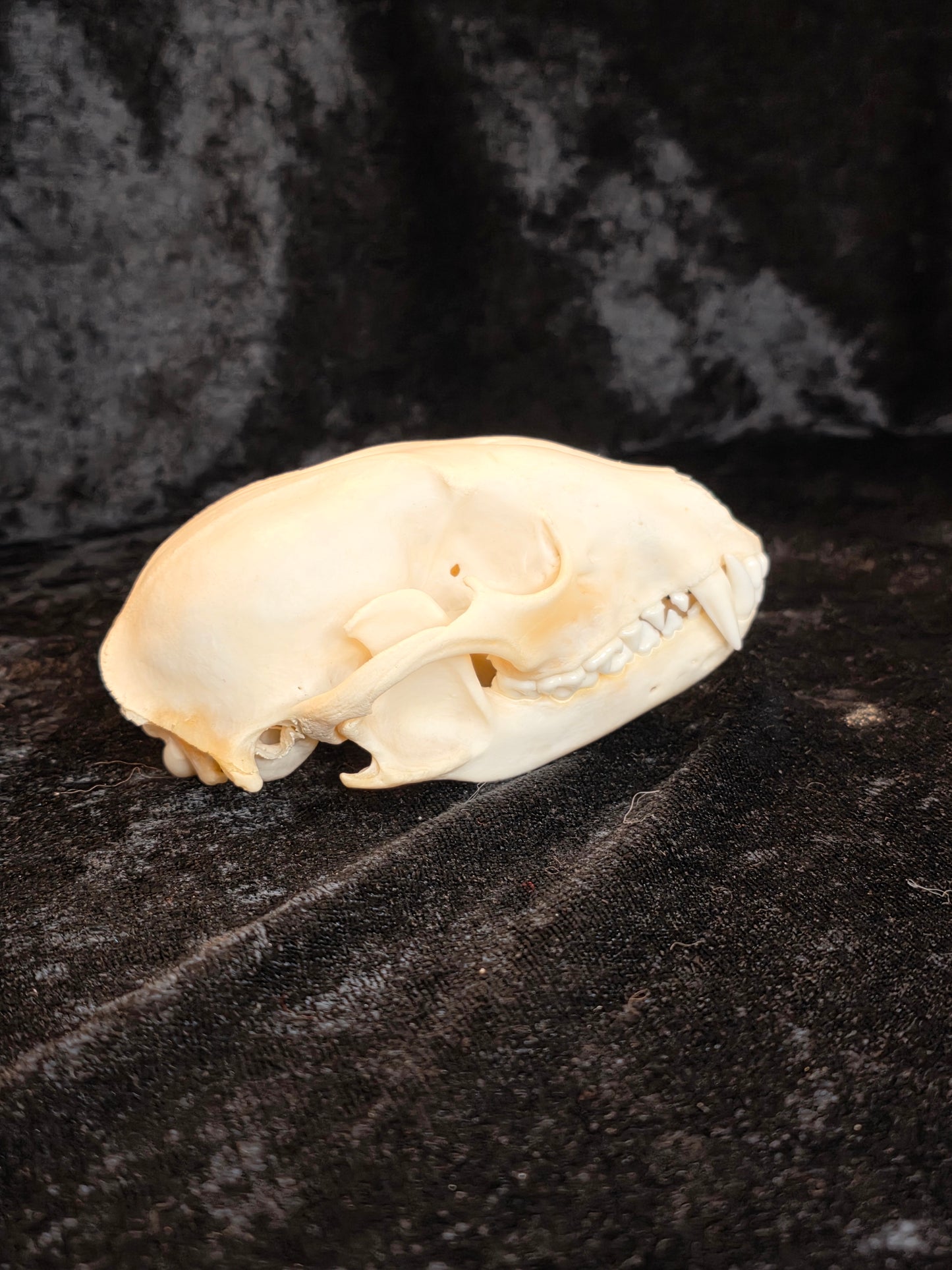 Raccoon Skull
